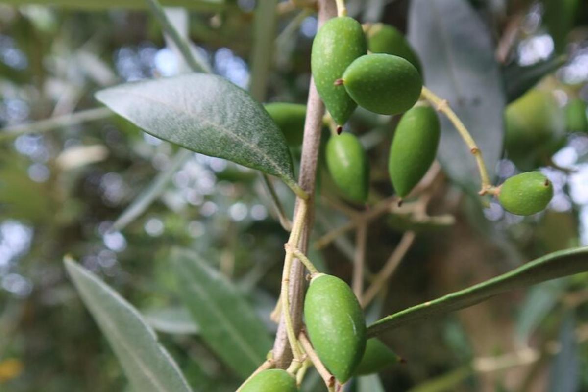 a bunch of green fruit growing on a tree