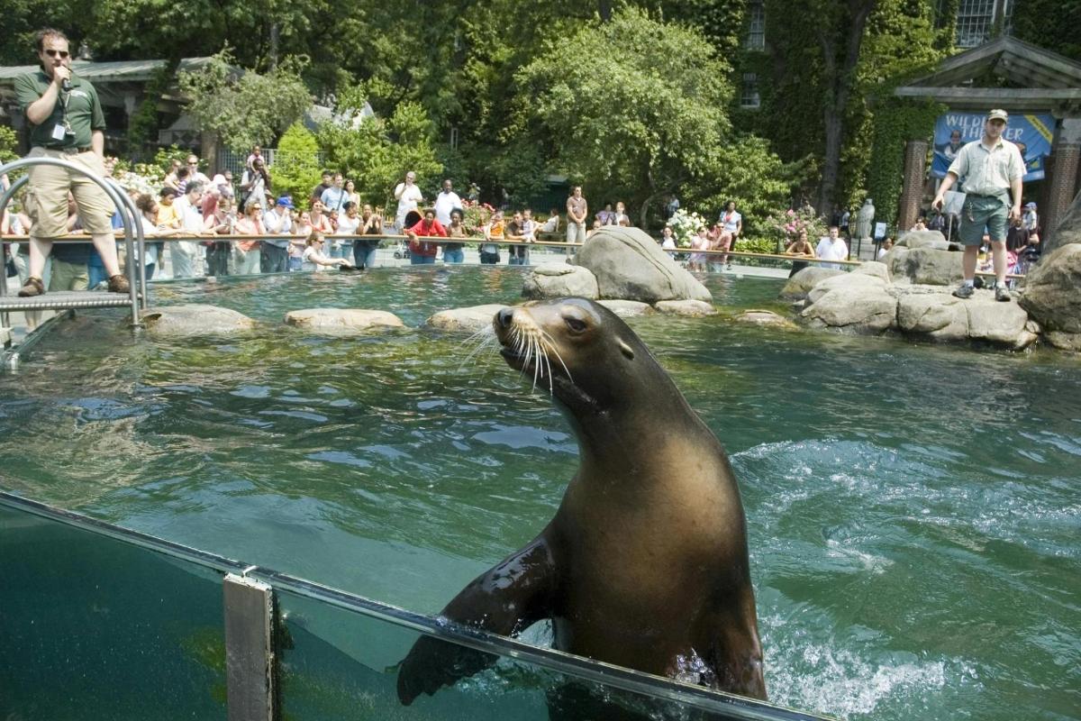 a seal sitting in the water in a zoo