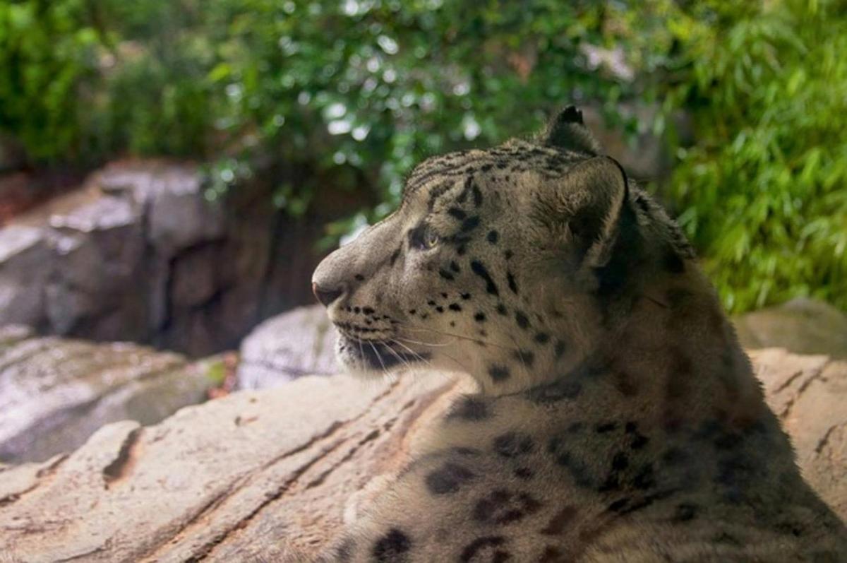 a cheetah is sitting on a rock