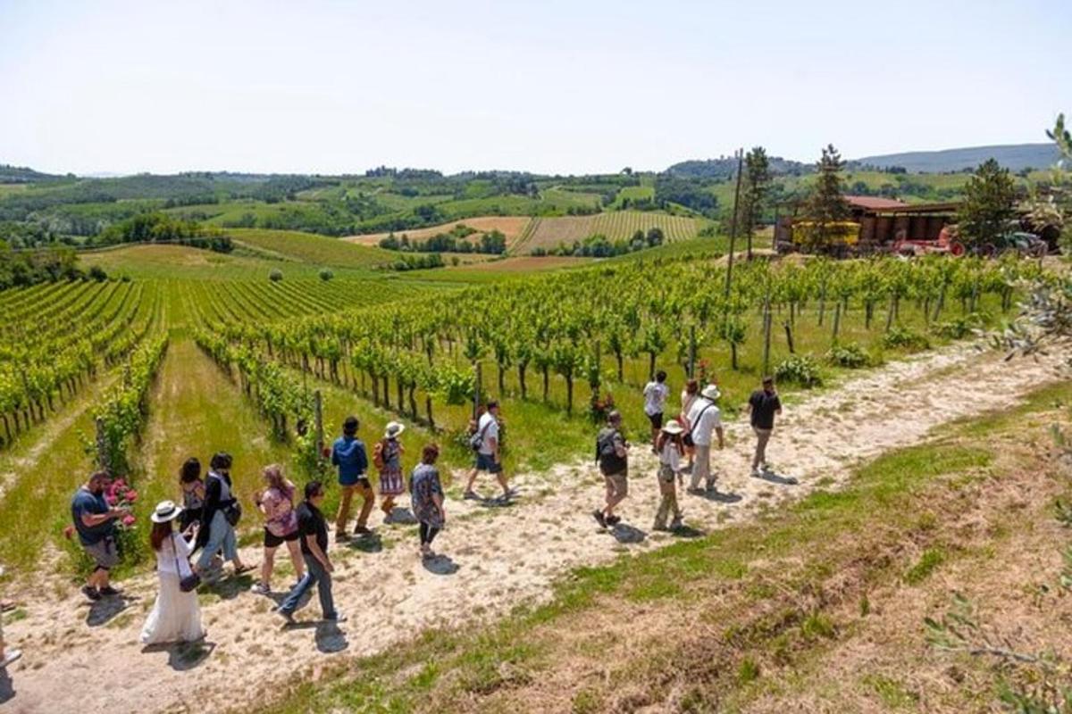 a group of people walking through a vineyard