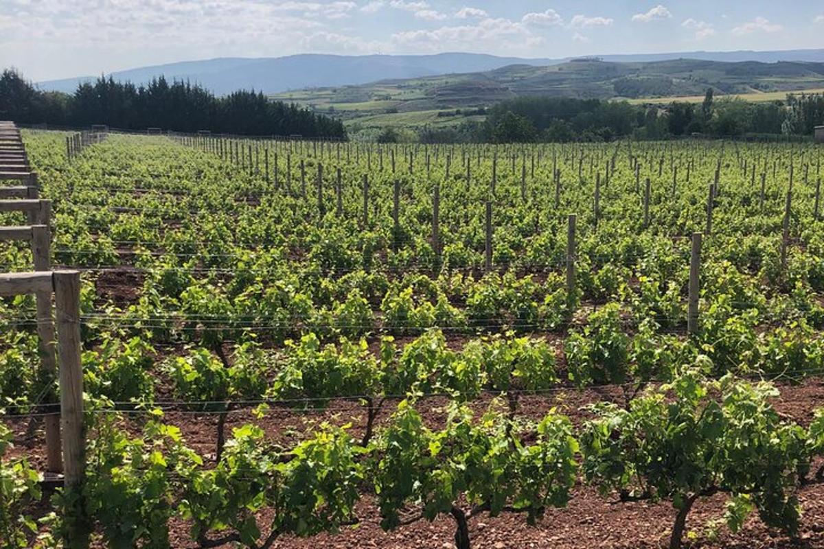 vinograd z vrstami zelenih rastlin na polju