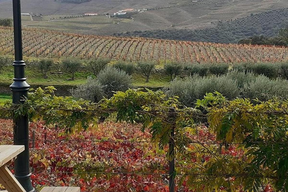 una vista di un vigneto con una recinzione e dei fiori