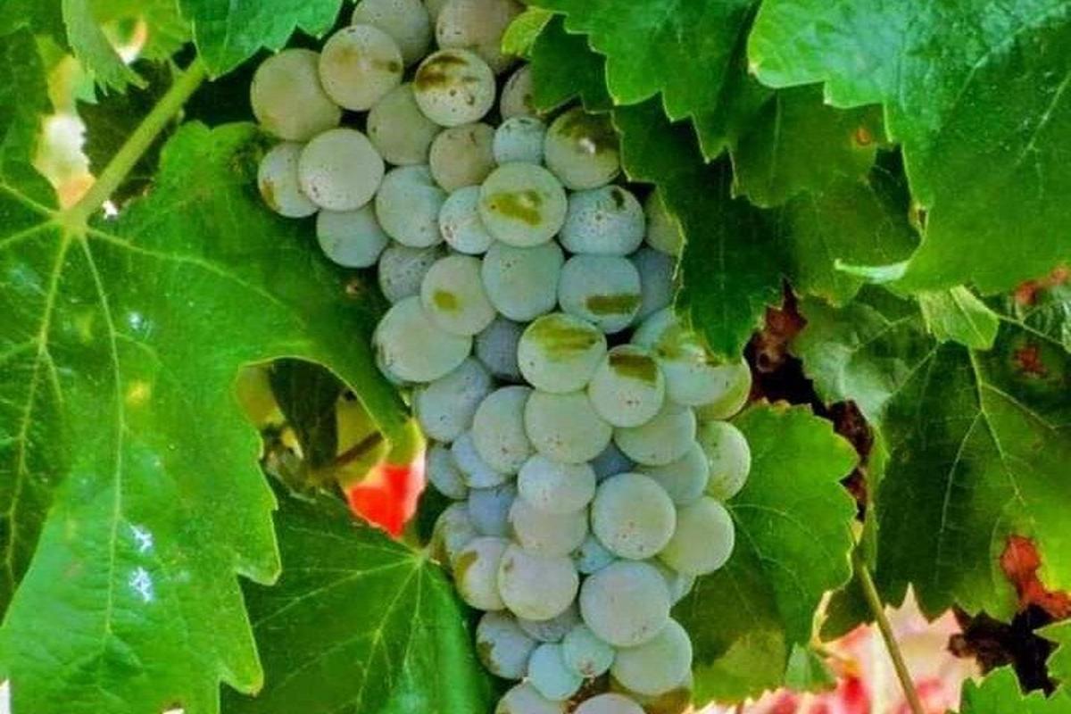 un grappolo d'uva bianca appeso a una vite