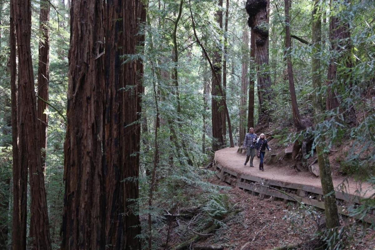 two people walking on a trail in a forest