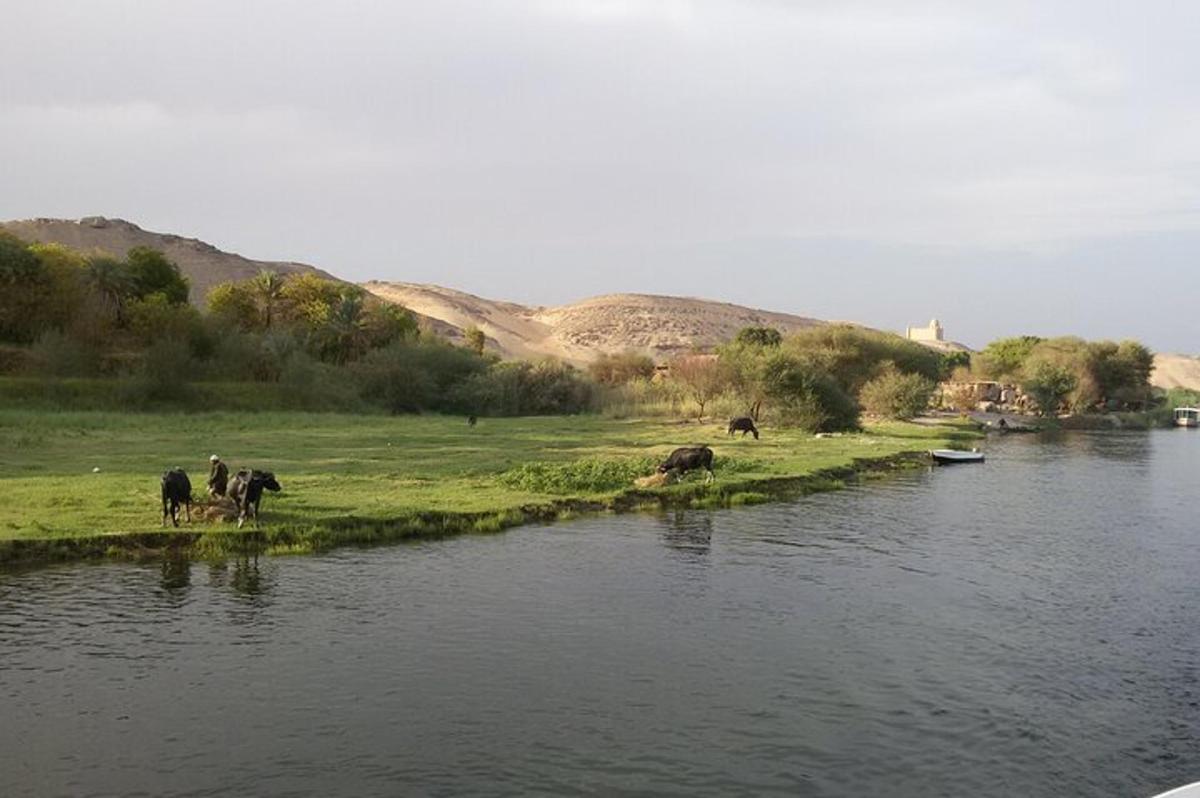група животиња које стоје на острву у води