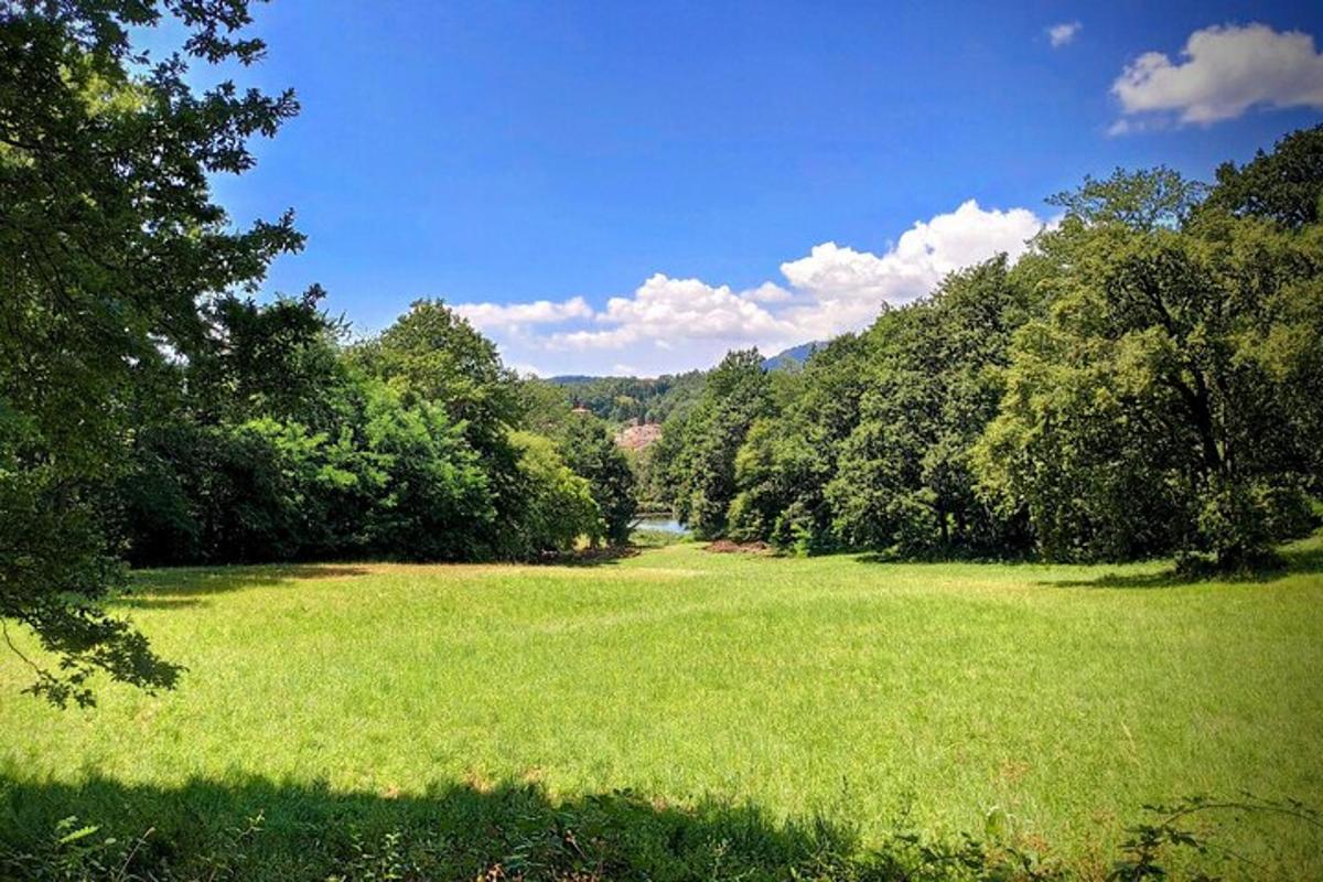 veliko polje zelene trave z drevesi v ozadju