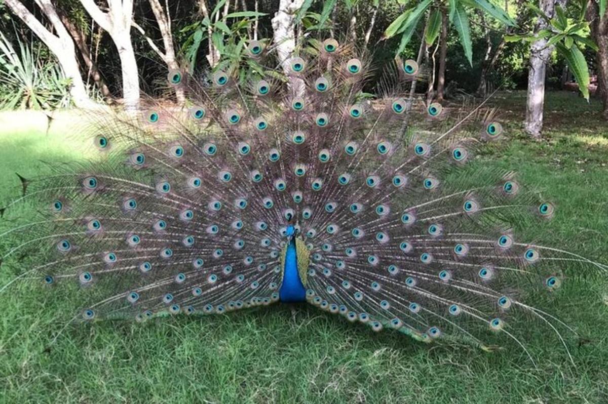 um pavão com suas penas na grama