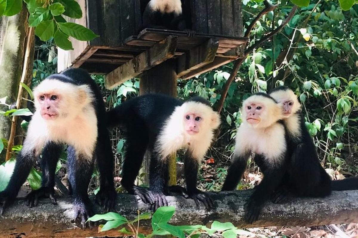 Un grupo de monos parados uno al lado del otro
