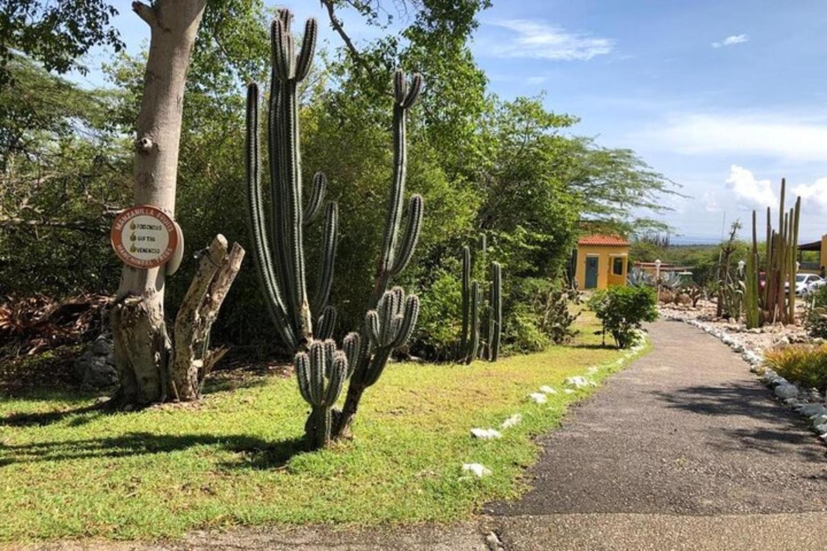 a cactus in a garden next to a road