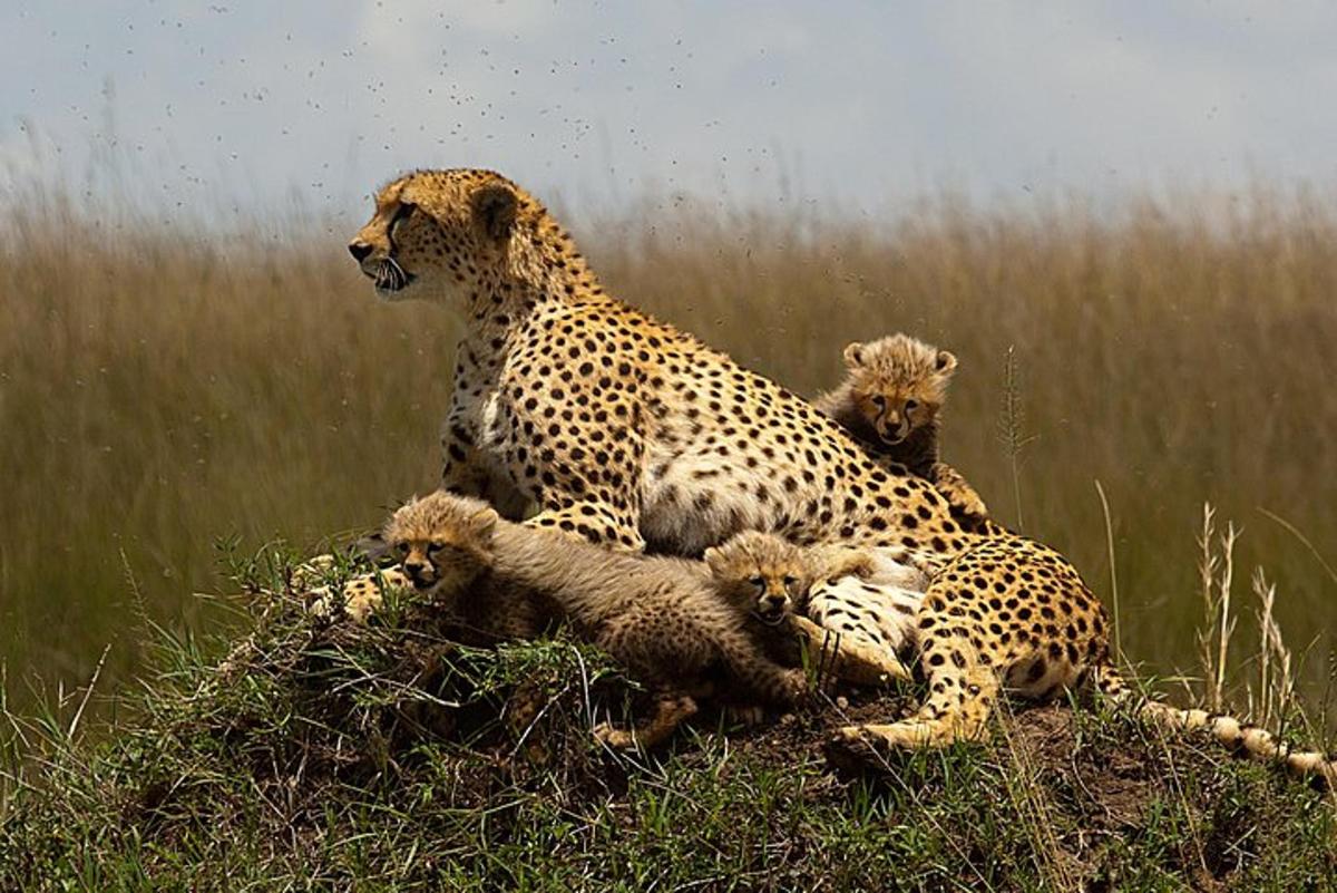 een cheeta en haar welpen liggen in het gras