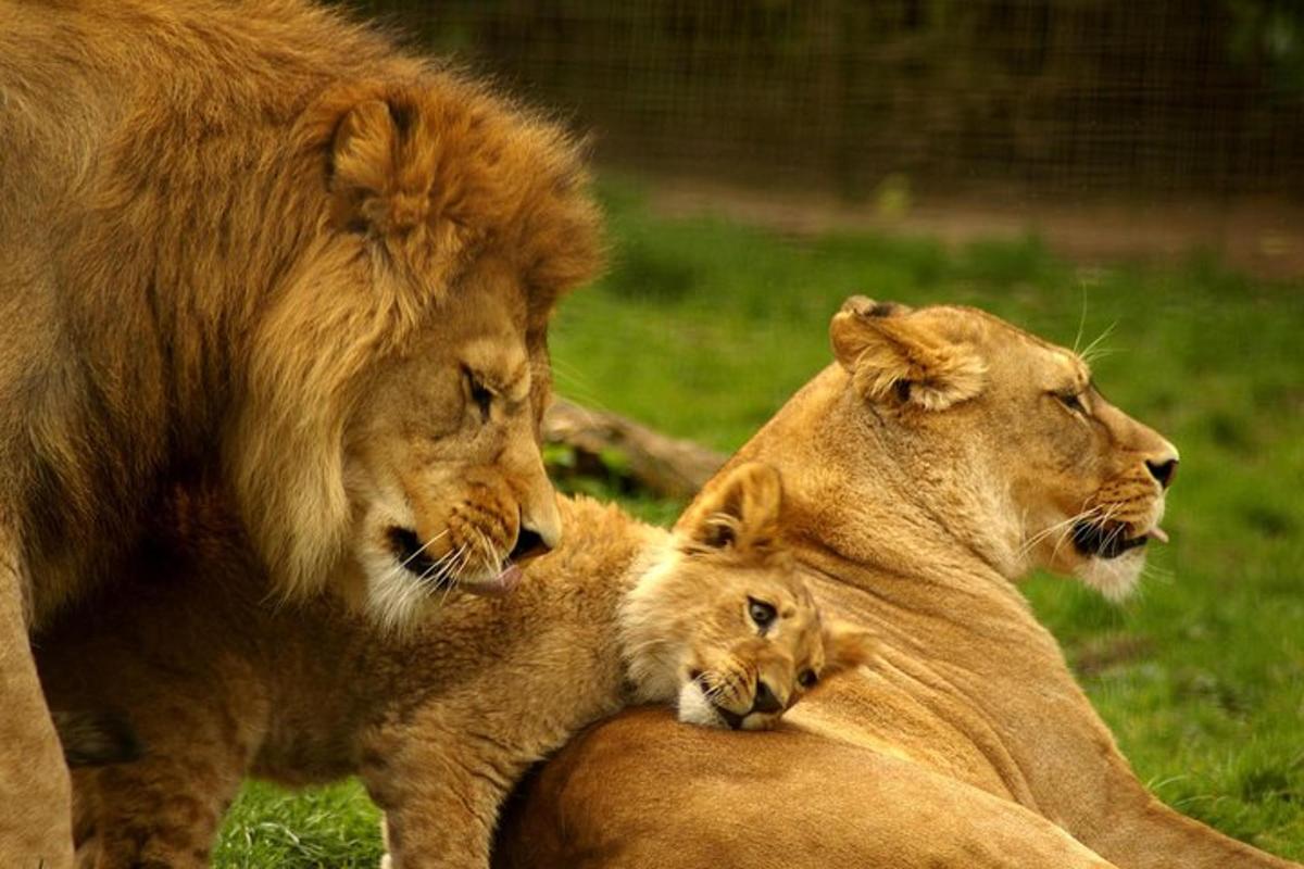 a couple of lions laying in the grass