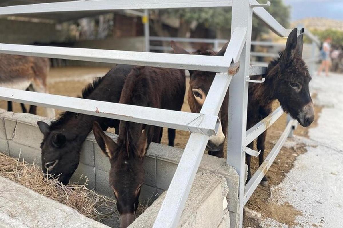 un gruppo di cavalli che mangiano fieno da una recinzione