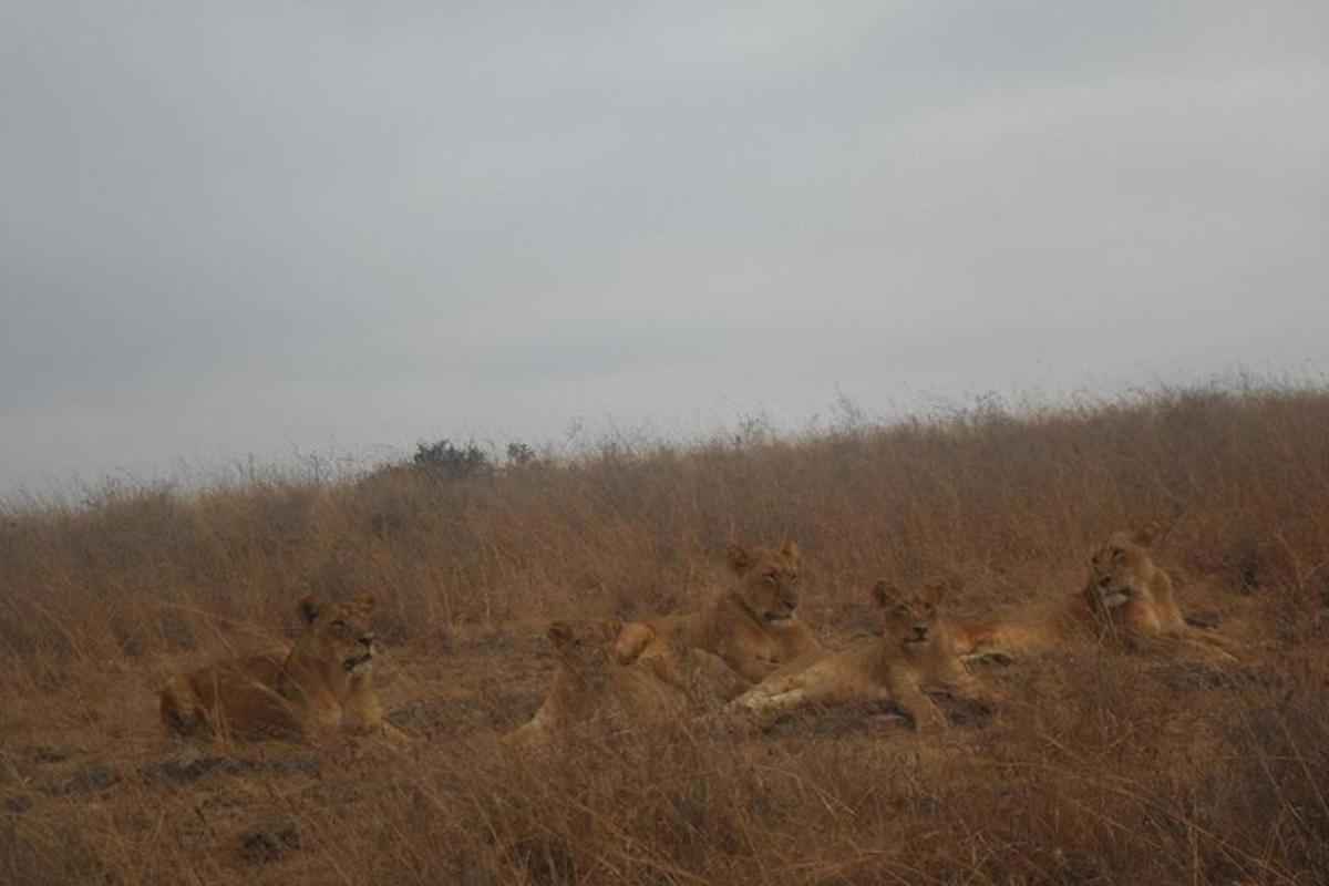un gruppo di leoni sdraiati nell'erba alta