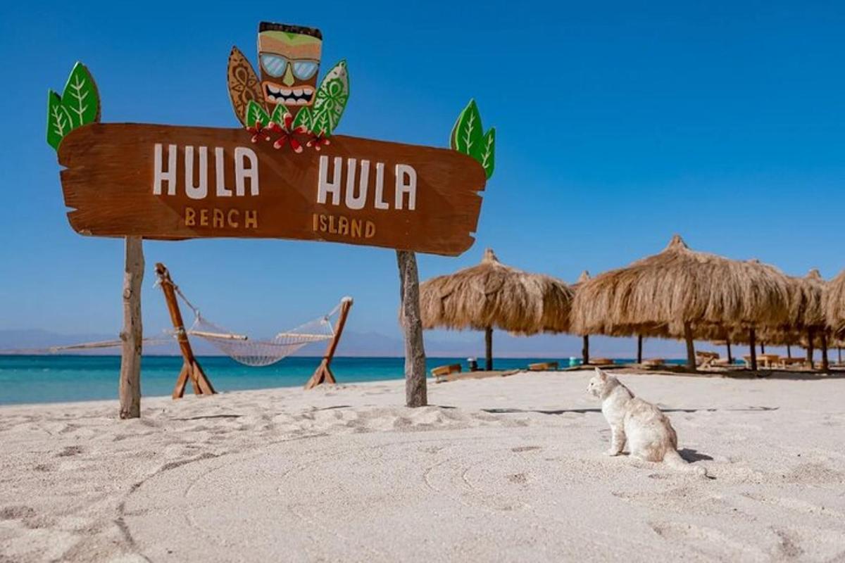mačka sedi poleg znaka na plaži
