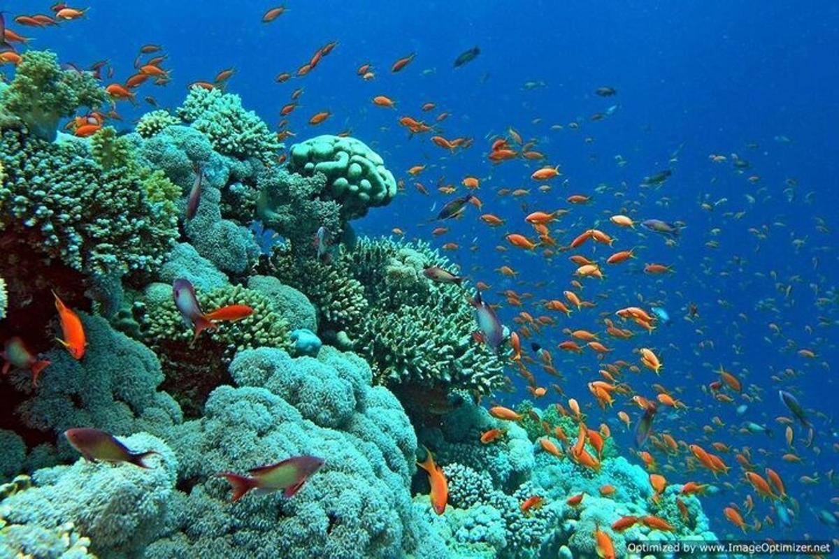 ένας κοραλλιογενής ύφαλος με πολλά ψάρια πάνω του