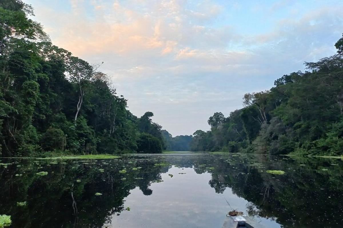 a river in the middle of a jungle with trees