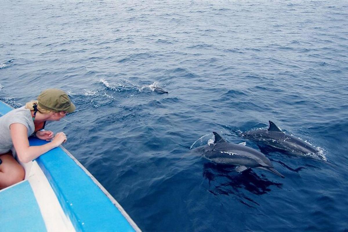 una ragazza su una barca che guarda i delfini nell'acqua