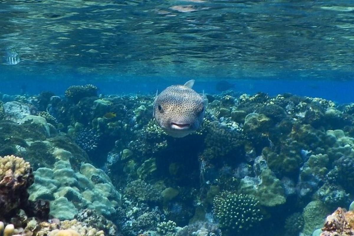 un pesce sta nuotando sopra una barriera corallina