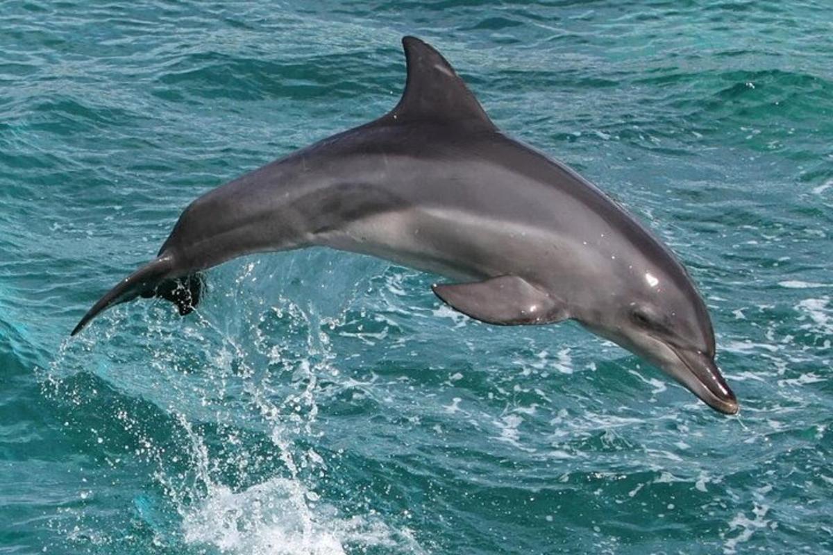 a dolphin jumping out of the water