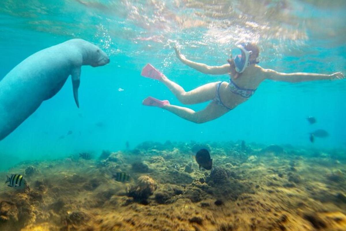 zwei Menschen schwimmen mit einem Eisbären im Wasser