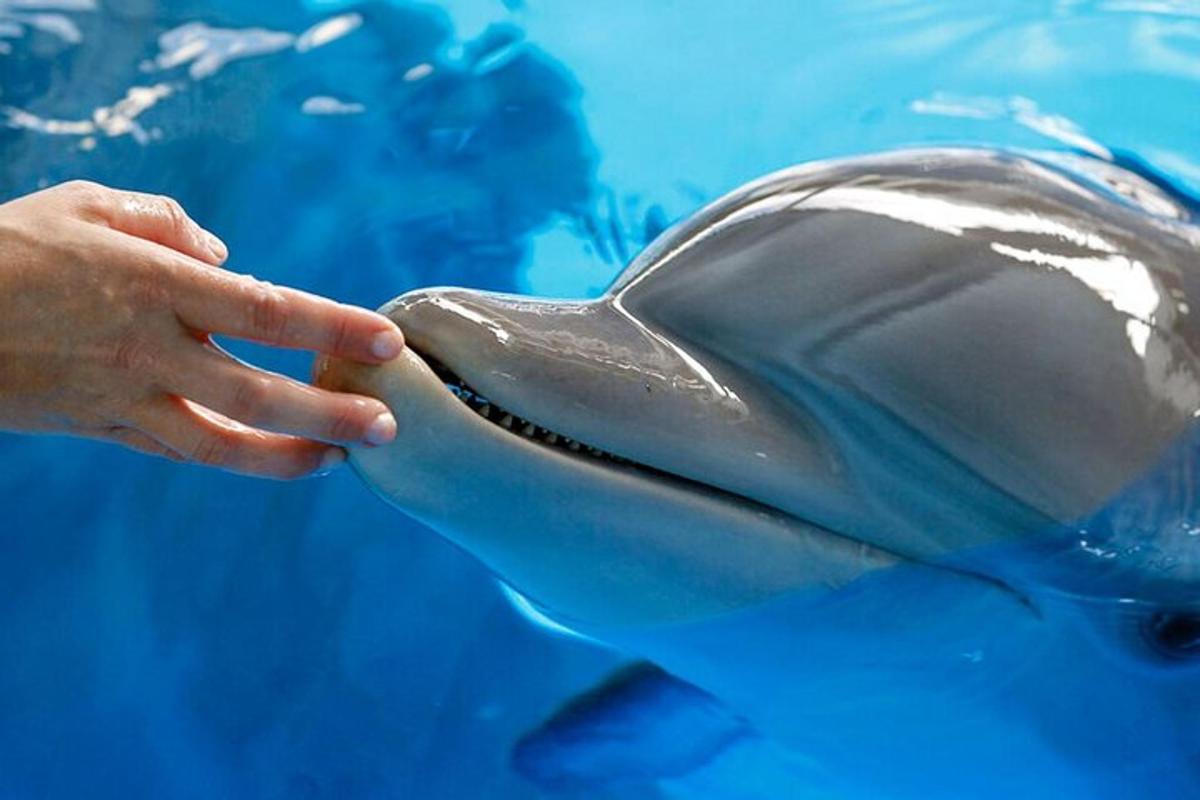 una persona che accarezza un delfino in acqua
