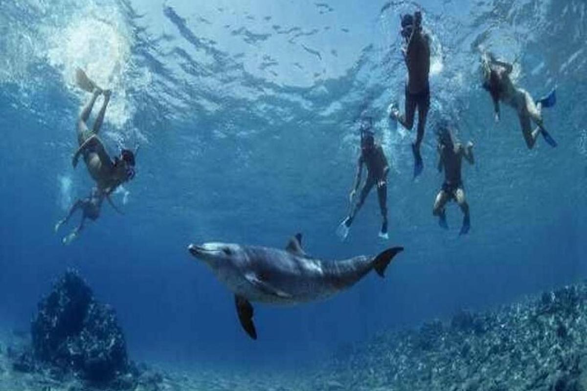 sekumpulan manusia berenang di dalam air bersama ikan jerung