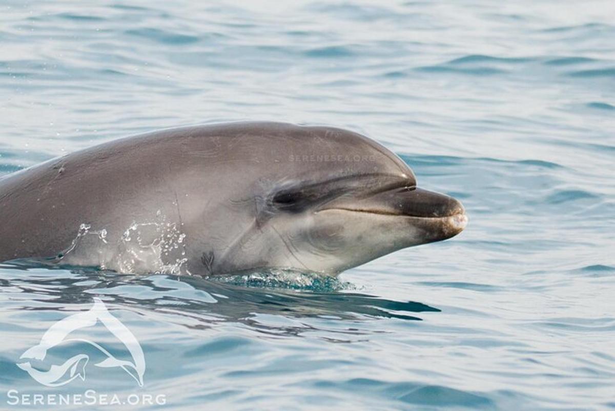 un delfino sta nuotando nell'acqua