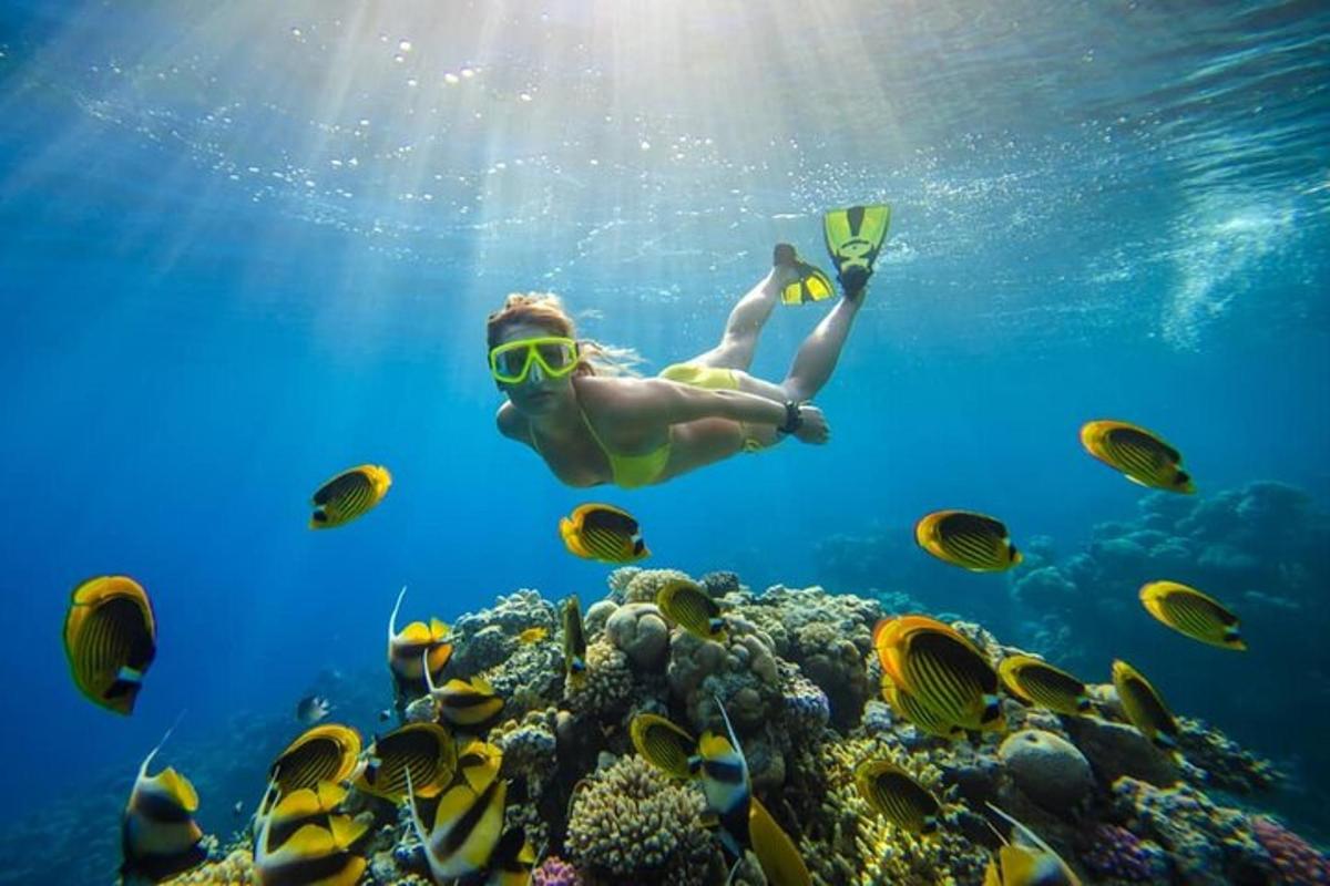 seseorang berenang di atas terumbu karang dengan ikan