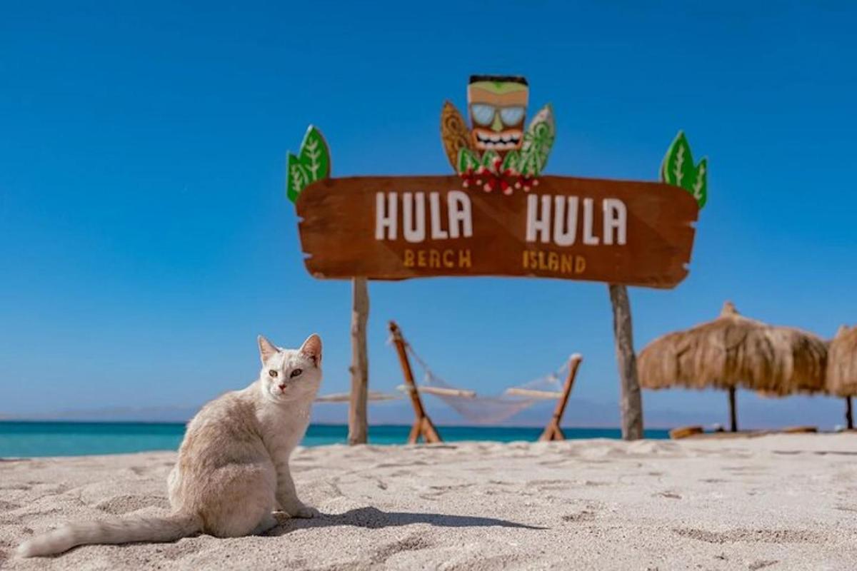 Un gato sentado en la playa junto a un cartel.