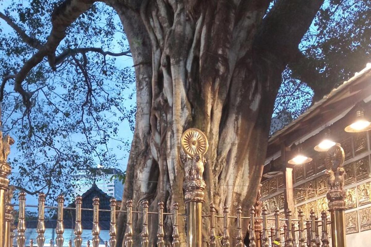 a large tree in front of a fence
