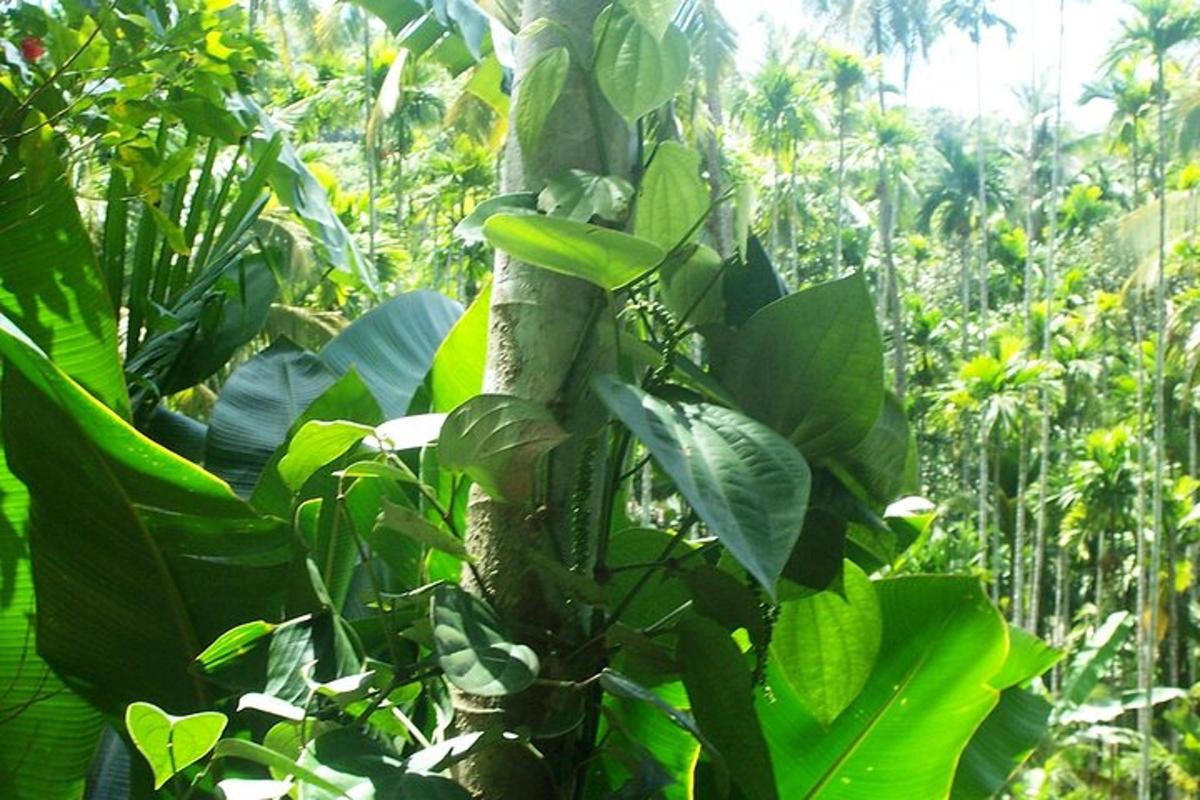 sebuah pohon dengan daun hijau di hutan