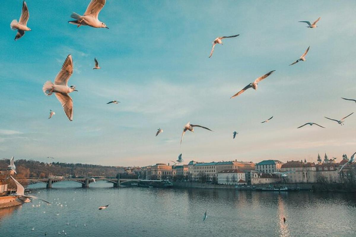 hejno ptáků letících nad vodní plochou