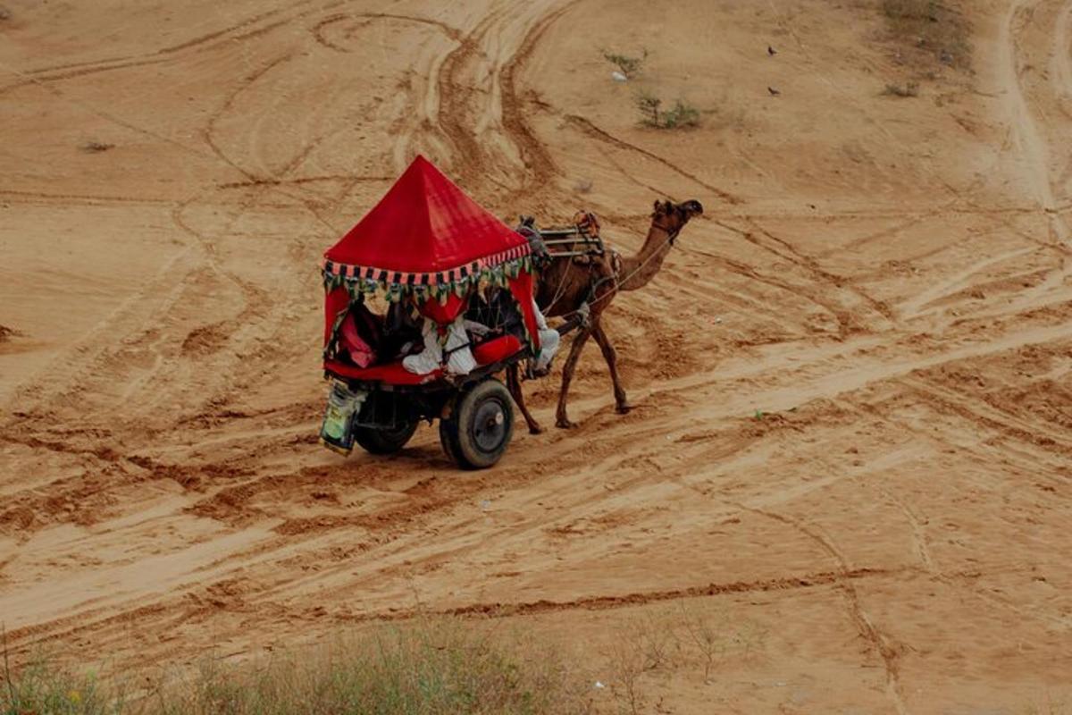 un camell tirant d'un carro per un camí de terra