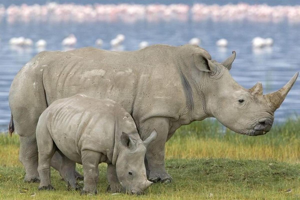 un grande rinoceronte e un cucciolo di rinoceronte in piedi in un campo