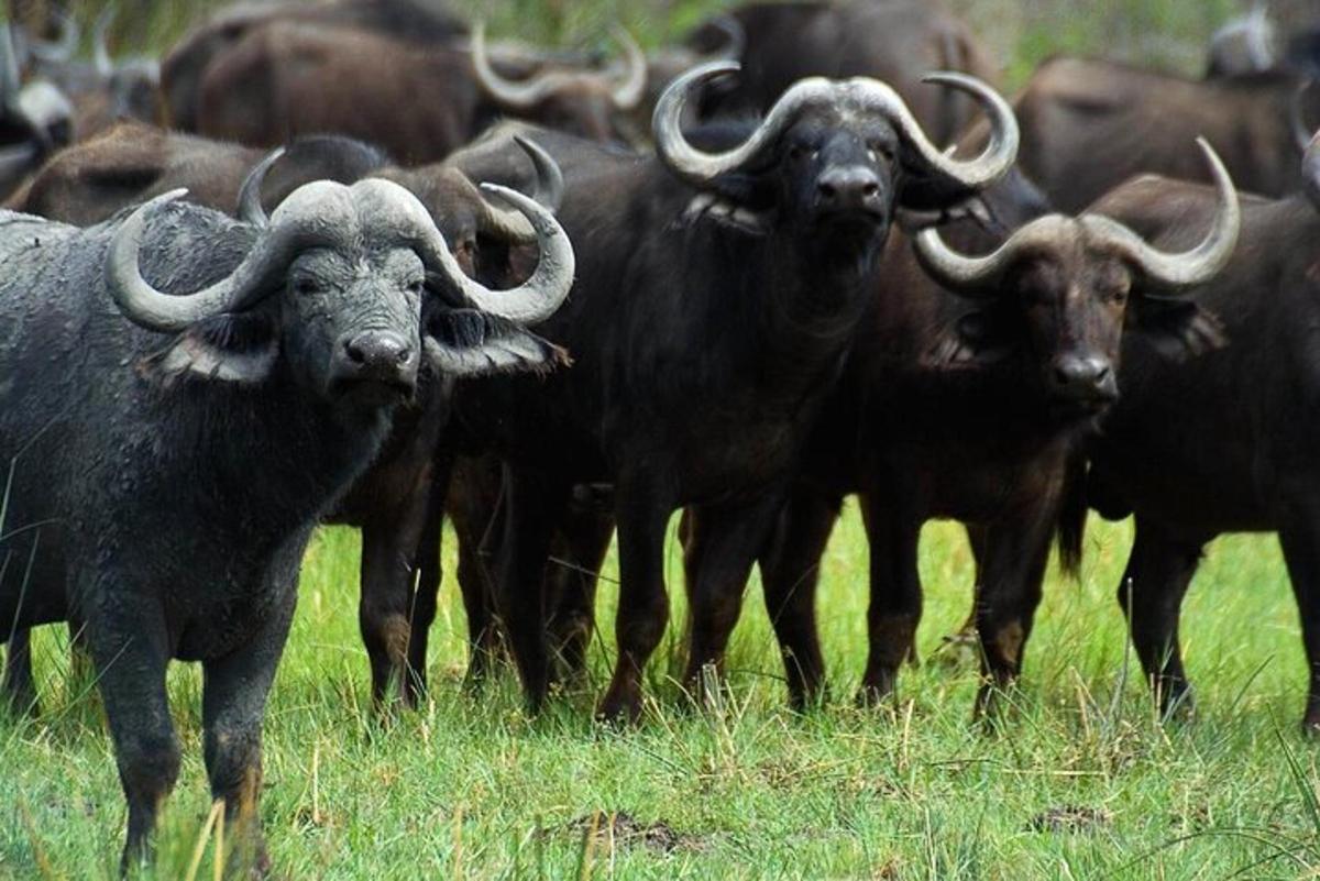 una mandria di bufali in piedi in un campo