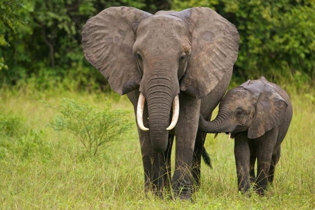 um elefante adulto e um elefante bebê em pé em um campo