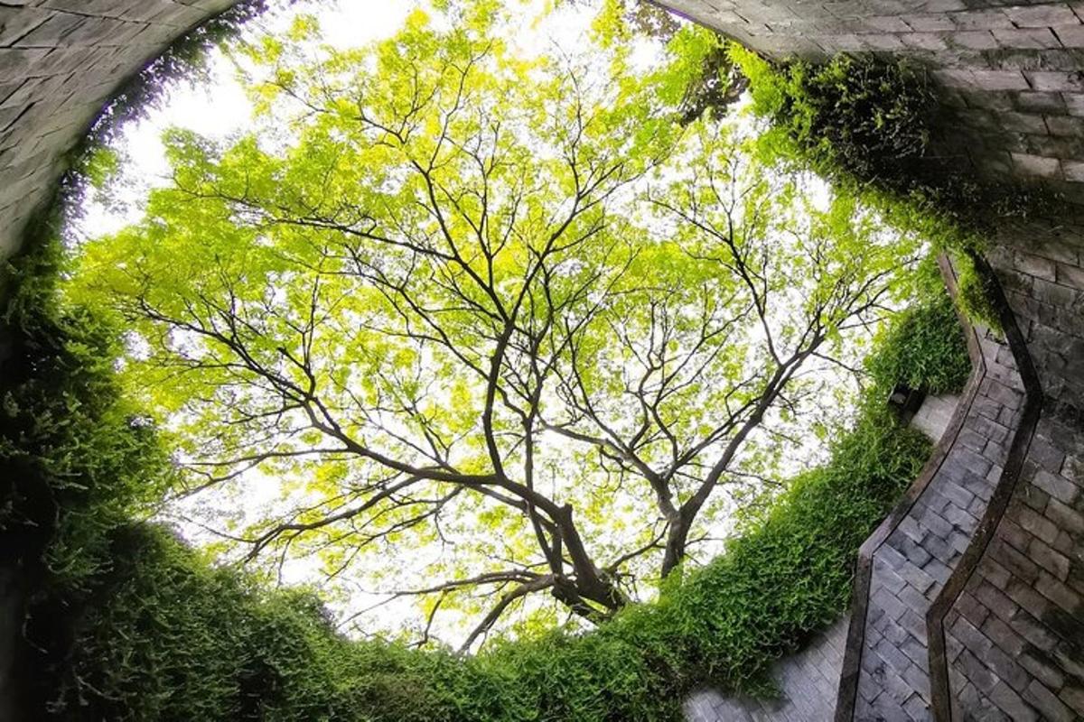 un albero in un tunnel di mattoni con edera verde