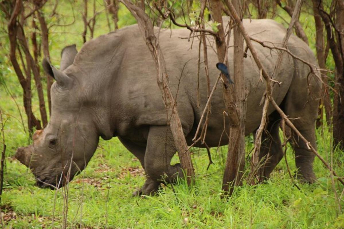 un rinoceronte in piedi nell'erba con un uccello sopra