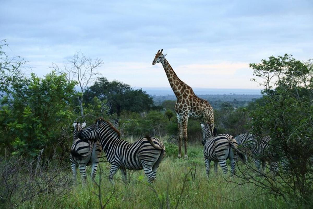 una giraffa e un gruppo di zebre in un campo