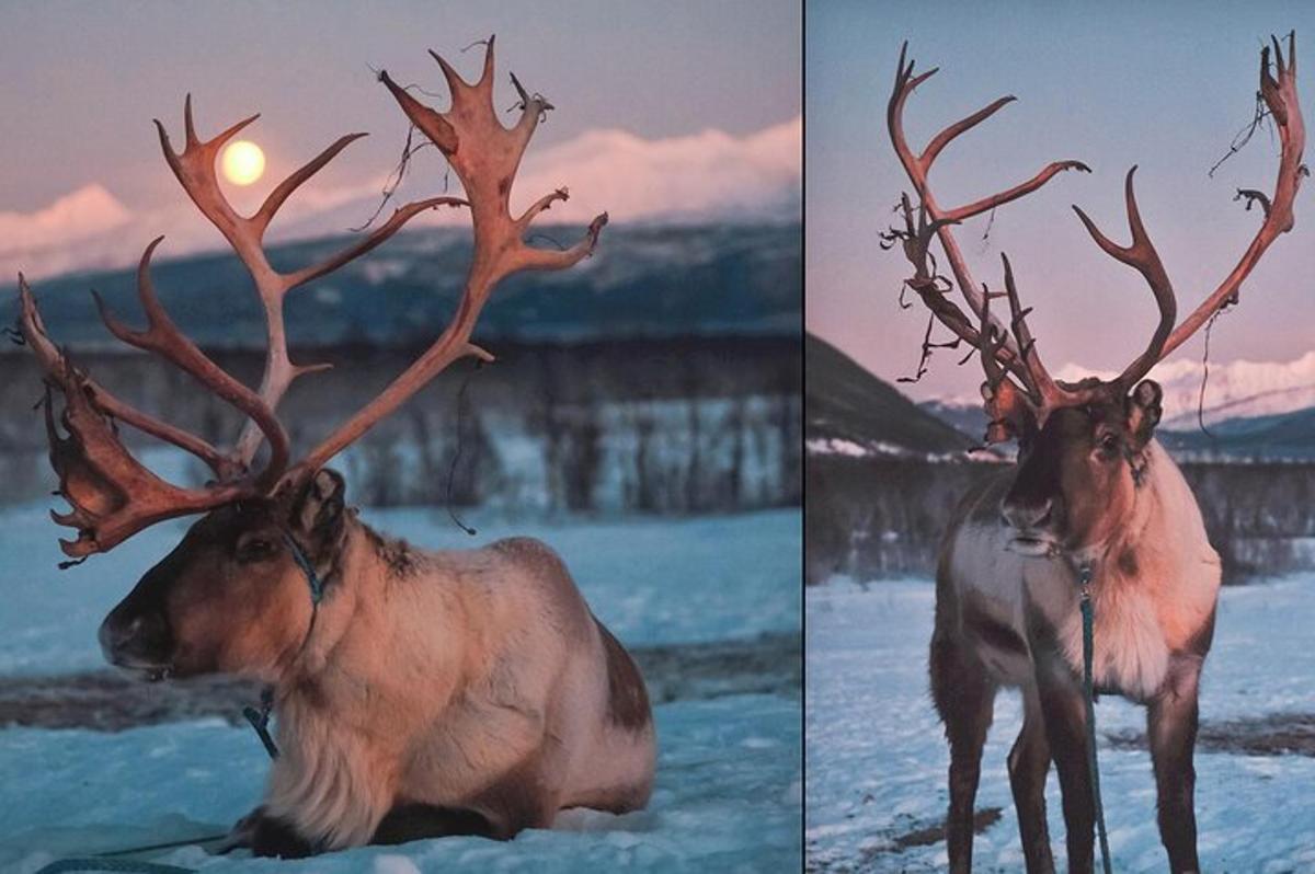 due foto di una renna con le corna nella neve