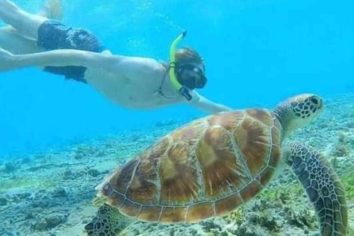 osoba plavající v oceánu s želvou
