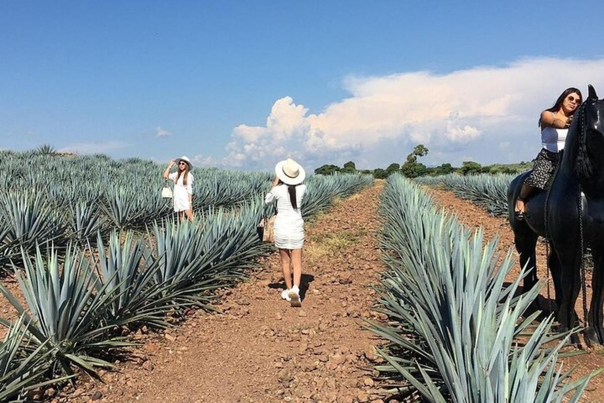 un grup de femei care se plimbă printr-un câmp de ananas