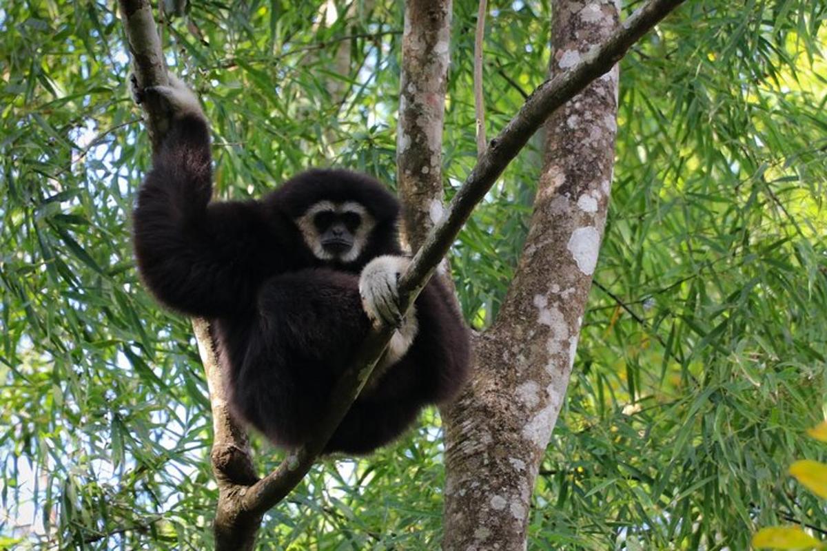 seekor monyet duduk di atas pokok