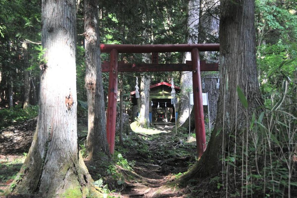 a gate in the middle of a forest with trees
