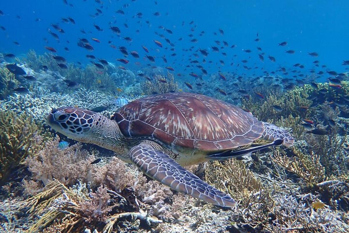 a green sea turtle swimming over a coral reef