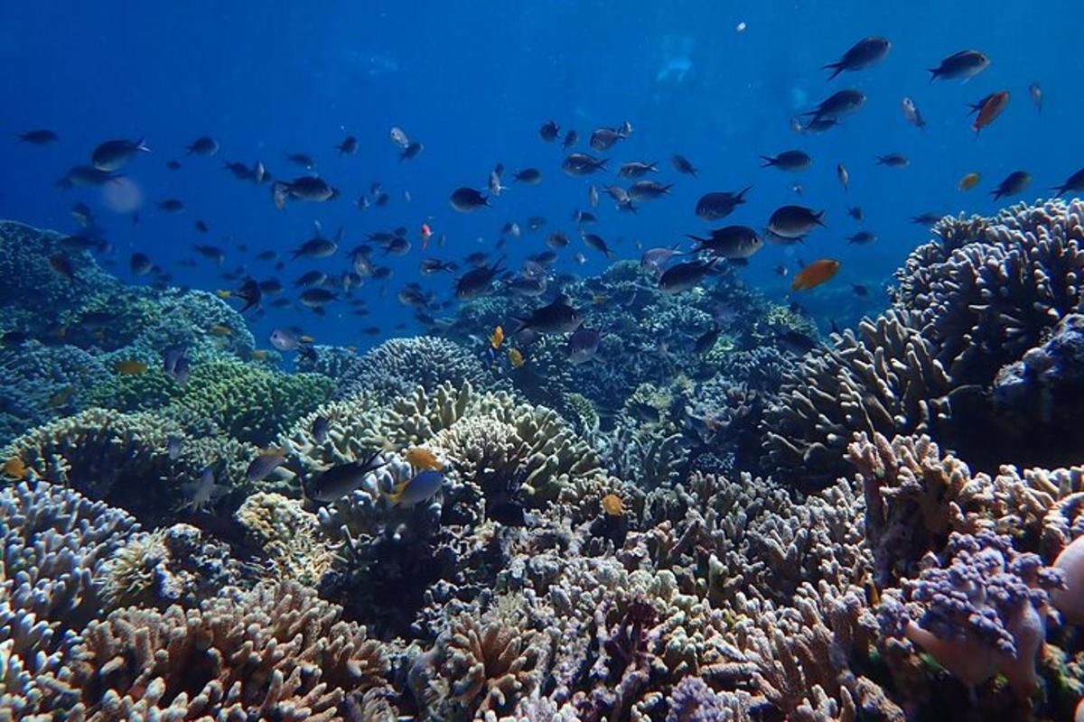 a coral reef with lots of fish in the ocean