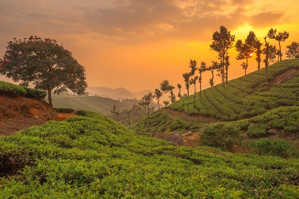 a field of tea plantations with a sunset in the background