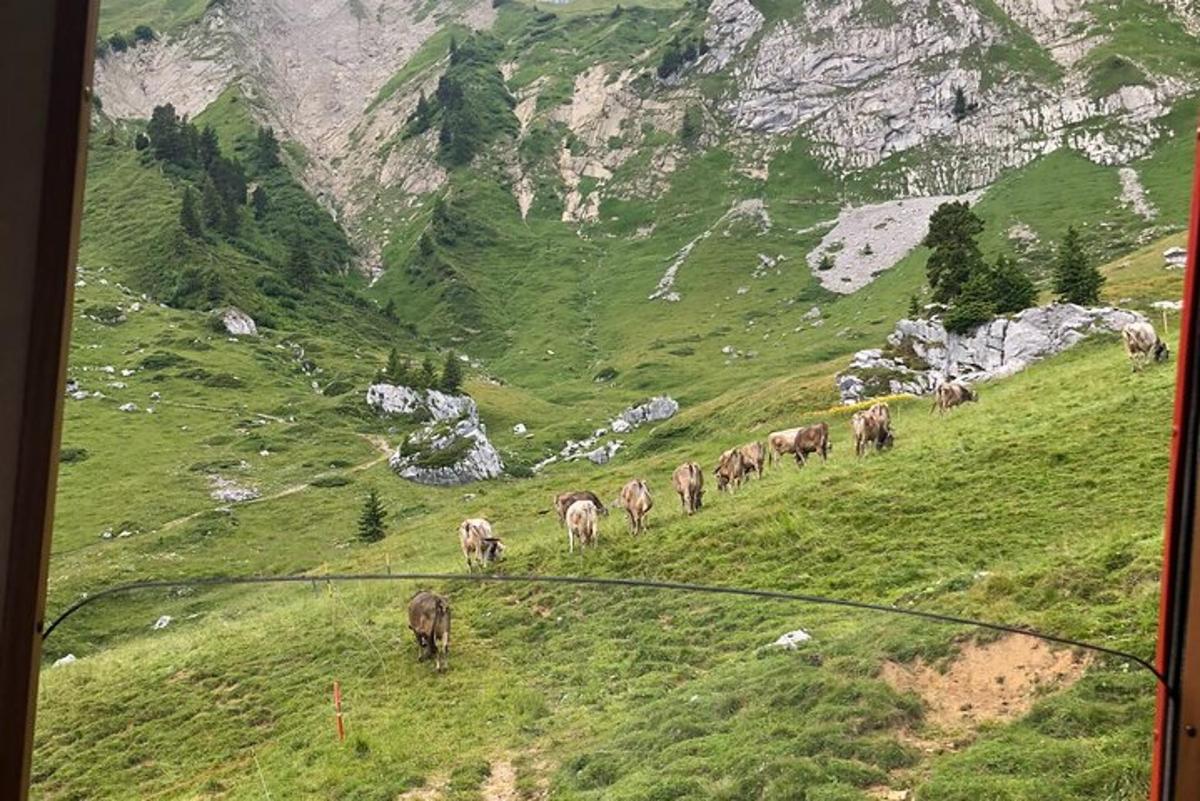 čreda živali, ki hodi po travnatem hribu