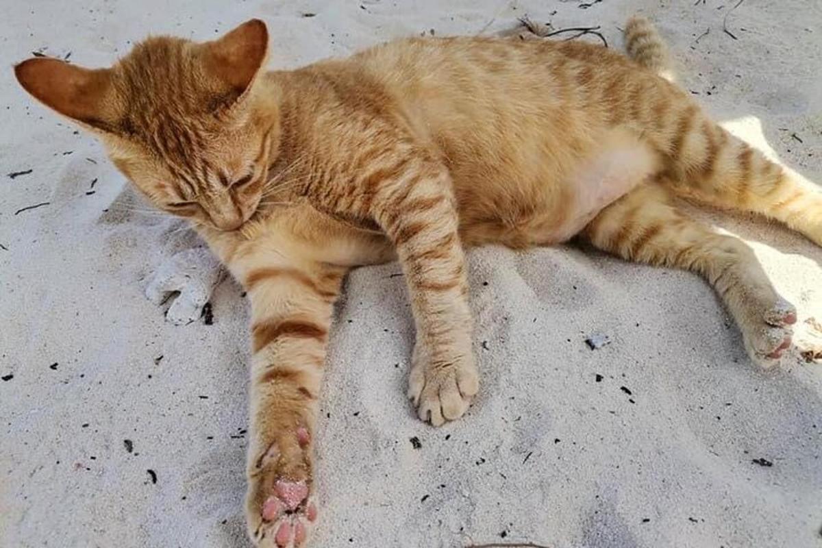 en katt som ligger på bakken med lukkede øyne