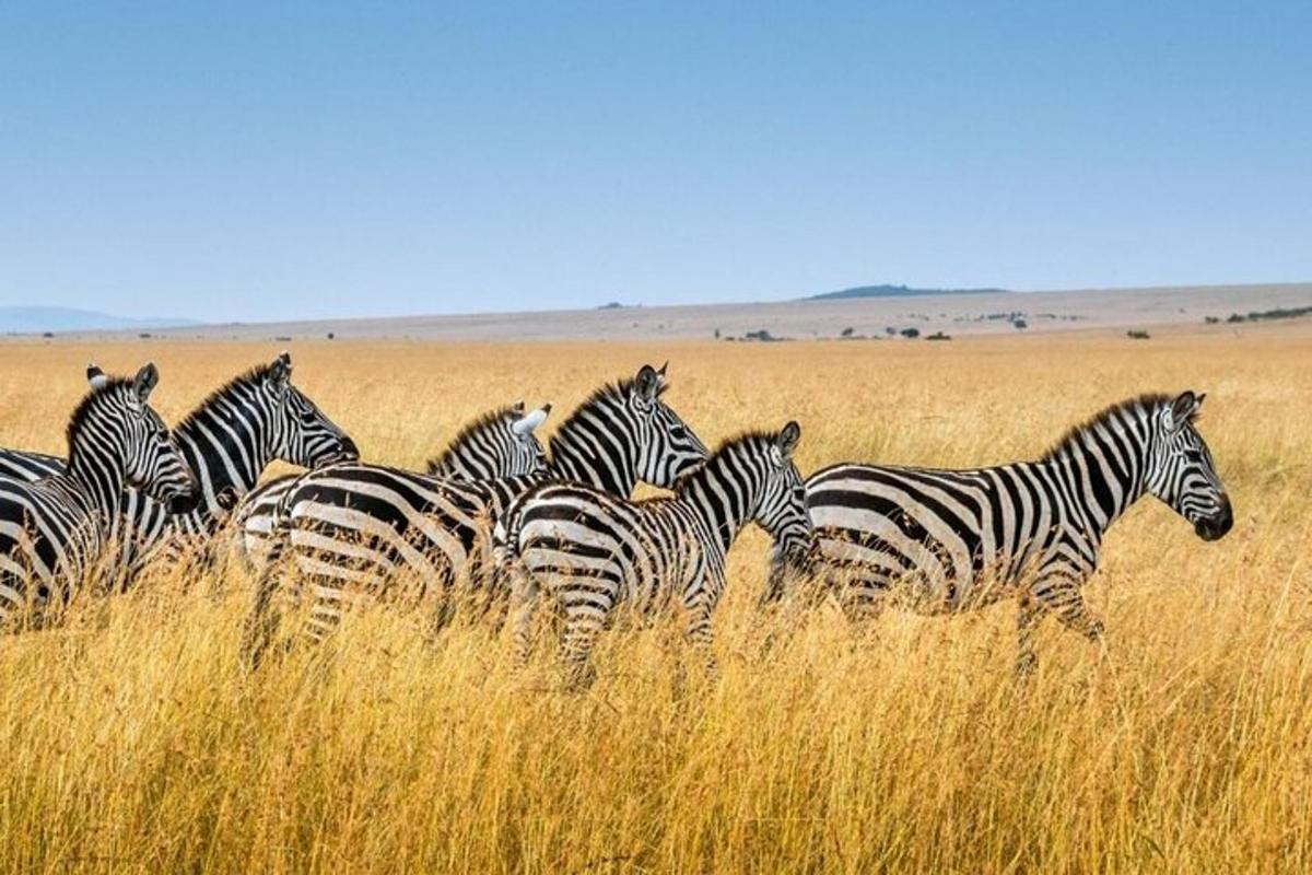 o turmă de zebre stând în iarba înaltă